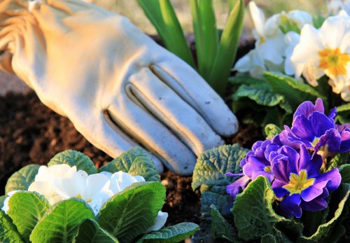 A garden scene featuring a gardenerâ€™s hand wearing a light-colored gardening glove, gently tending to a small flowering bed. The bed includes vibrant white, purple, and yellow primroses, with lush green leaves and healthy soil visible. In the background, there are larger green leaves and possibly some emerging plants, indicating an outdoor landscape designed for ornamental flowering plants. The soil appears well-maintained, dark, and moist, suggesting recent care or planting activity. The overall environment looks bright and well-lit, typical of a mild, sunny day in a residential garden in Golders Green, with a focus on decorative flowering plants and basic garden maintenance. This scene exemplifies professional gardening activities suited for enhancing garden aesthetics and plant health in Londonâ€™s suburban outdoor spaces, reflecting the services offered by Gardening Services Golders Green.